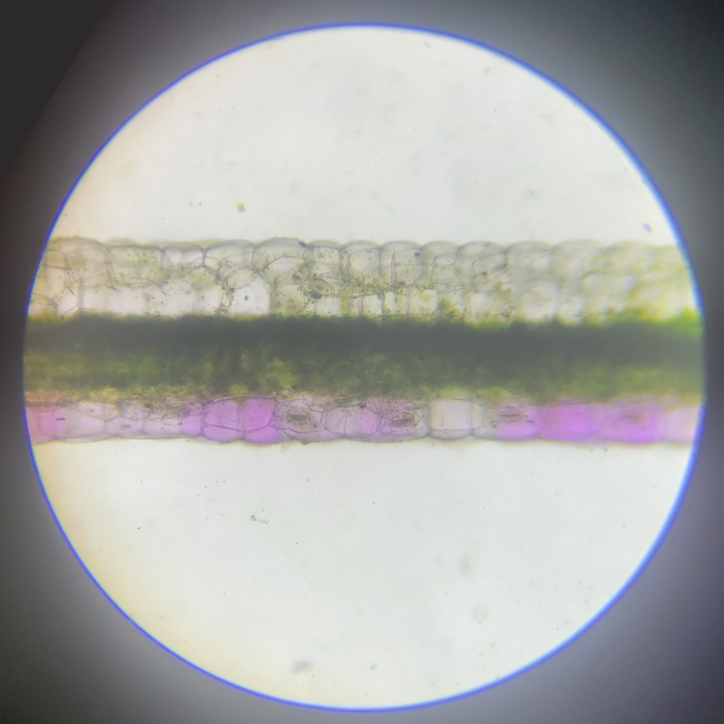 從這一張照片可以看到很清楚的分層，從上到下分別是透明的上表皮、深綠色的柵狀組織、淺綠色的海綿組織、有花青素的下表皮。